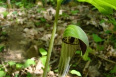 snughollow-jack-in-the-pulpit9