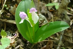 snughollow-showy-orchis11